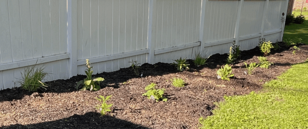 Freshly mulched garden bed with newly planted perennials under bright sunlight next to a white privacy fence.
